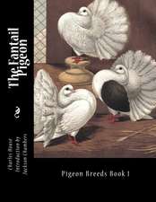 The Fantail Pigeon