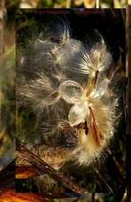 Your Notebook! Milkweed