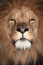 Skeptical African Lion Close-Up Portrait Journal