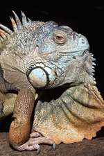 Green Iguana (American Iguana) Portrait Journal