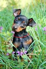 Adorable Miniature Pinscher Puppy Dog Journal