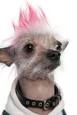 Punk Puppy