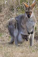 Eastern Grey Mama Kangaroo with Baby Joey Journal