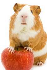 Cute Red and White Guinea Pig with a Red Apple Journal