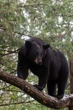 Black Bear Standing on a Tree Branch Journal