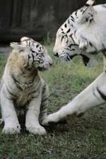 White Tiger with Baby Cub Journal