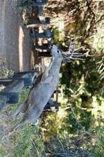 Mule Deer Jumping a Fence Journal