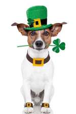 Cute Dog Dressed for St. Patrick's Day Journal