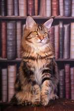 Maine Coon Tabby Cat in the Library Journal