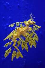 Sea Dragon in a Singapore Aquarium Journal