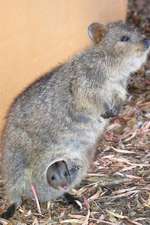 Quokka with a Baby Journal