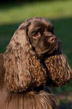 A Chocolate Brown American Cocker Spaniel Dog Journal