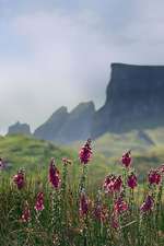 Foxglove Flowers and Mountains on the Isle of Skye Scotland Journal