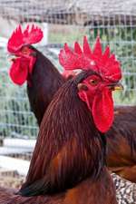 Two Free Range Rhode Island Red Roosters Journals