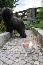 A Black Puli Dog and a Little Orange and White Kitten Journal