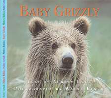 Baby Grizzly