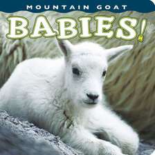 Mountain Goat Babies!