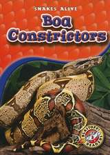 Boa Constrictors