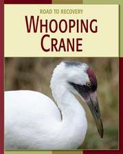 Whooping Crane