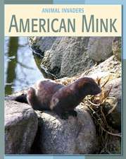 American Mink