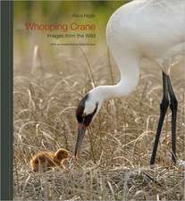 Whooping Crane: Images from the Wild