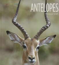 Antelopes