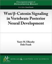 Wnt/ -Catenin Signaling in Vertebrate Posterior Neural Development