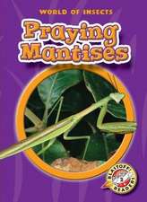 Praying Mantises