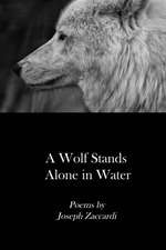 A Wolf Stands Alone in Water