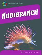 Nudibranch