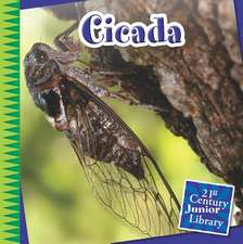 Cicada