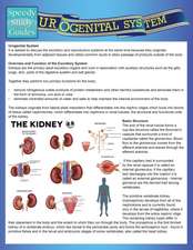 Urogenital System