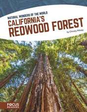 California's Redwood Forest