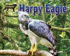 Harpy Eagle