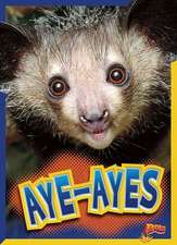 Aye-Ayes