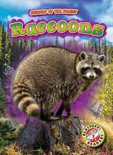 Raccoons