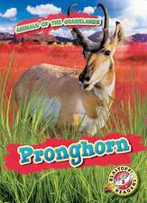 Pronghorn