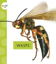 Wasps