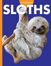 Curious about Sloths