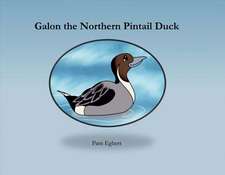 Galon the Northern Pintail Duck