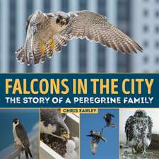 Falcons in the City: The Story of a Peregine Family