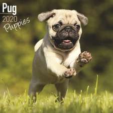 Pug Puppies Calendar 2020