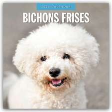 Bichon Frisés - Bichon Frisé 2025 - 16-Monatskalender