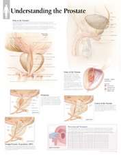 Understanding the Prostate: Laminated Wall Chart