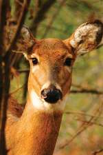 Young Deer Journal