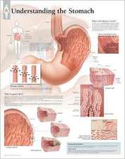 Understanding Stomach Chart: Wall Chart