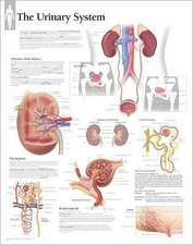 The Urinary System Chart: Laminated Wall Chart