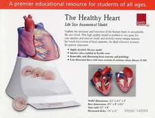 Life Size Healthy Heart Model