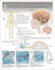 Neurons & Neurotransmitters Wall Chart: 8271