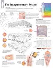 The Integumentary System Wall Chart